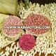 wholesale peanuts Peanut for drink